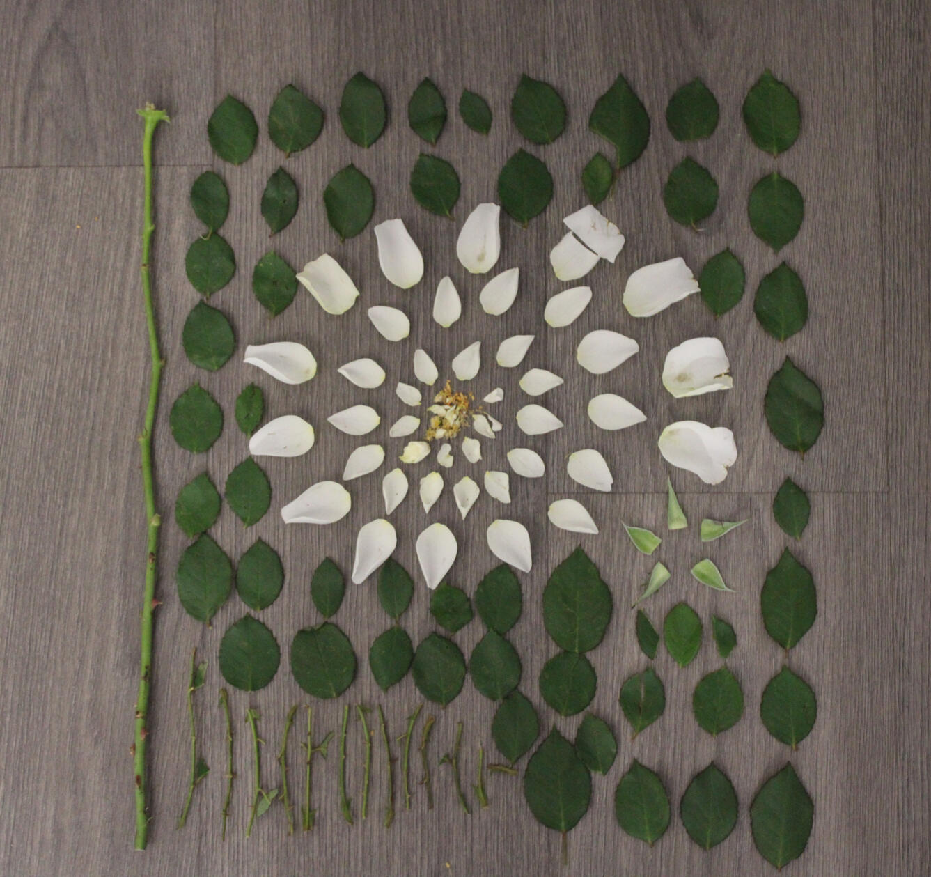 Biology of a Flower (Ongoing)